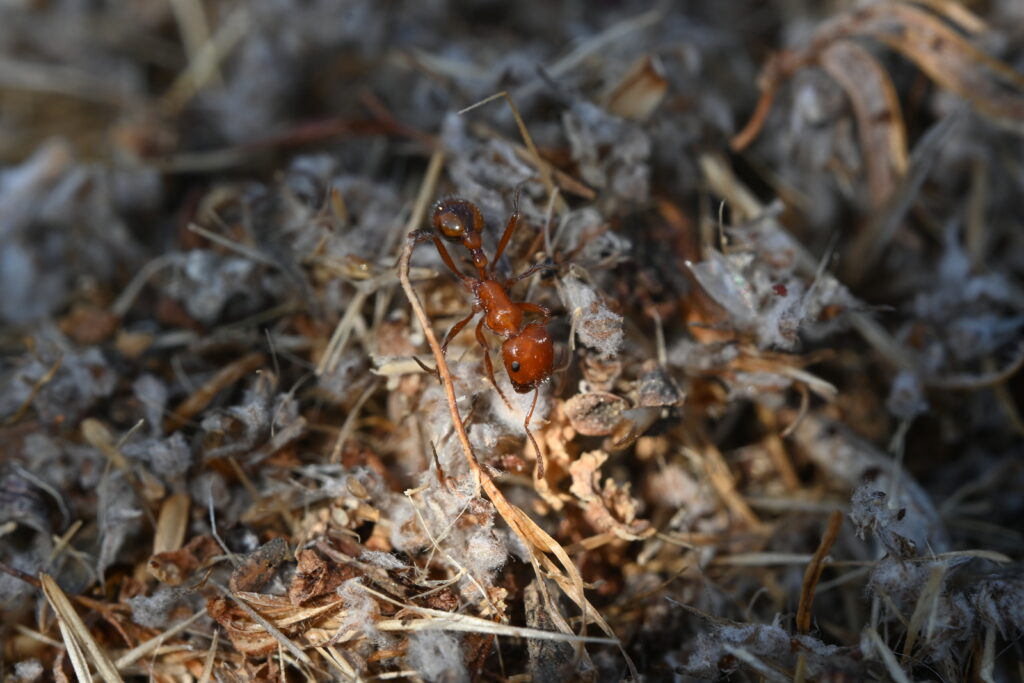 Harvester ant in a nest midden.